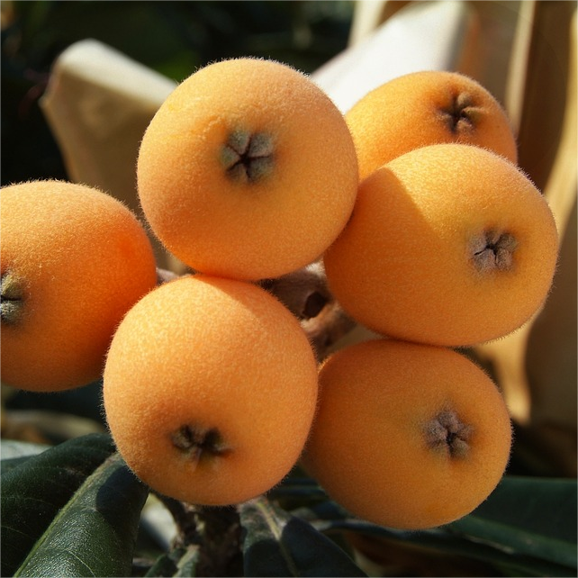 Five-star Loquat Seeds