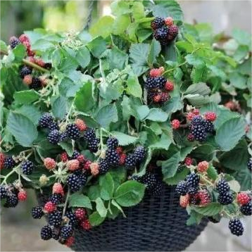 🔥Sweet Giant Blackberry Seeds