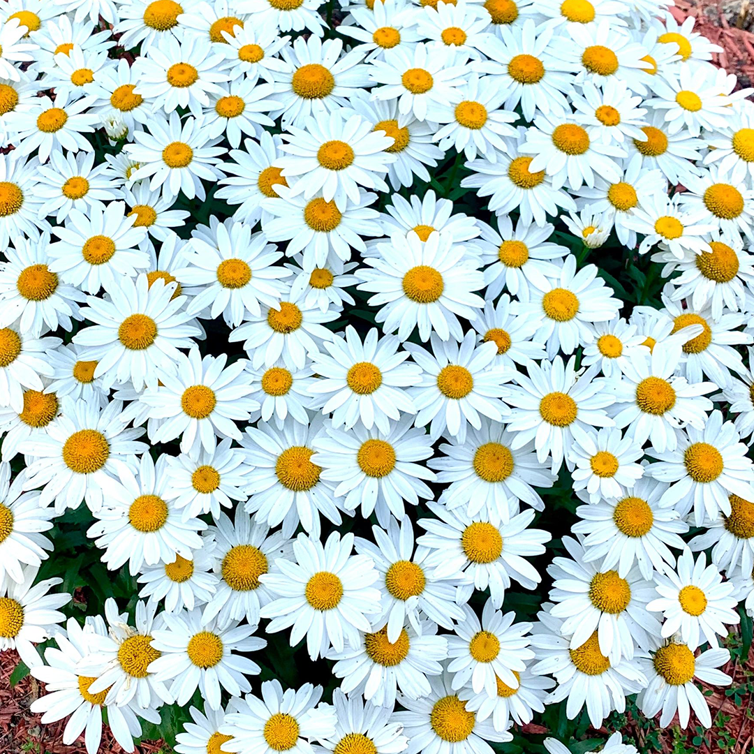 Popular Groundcover-Daisy Seeds