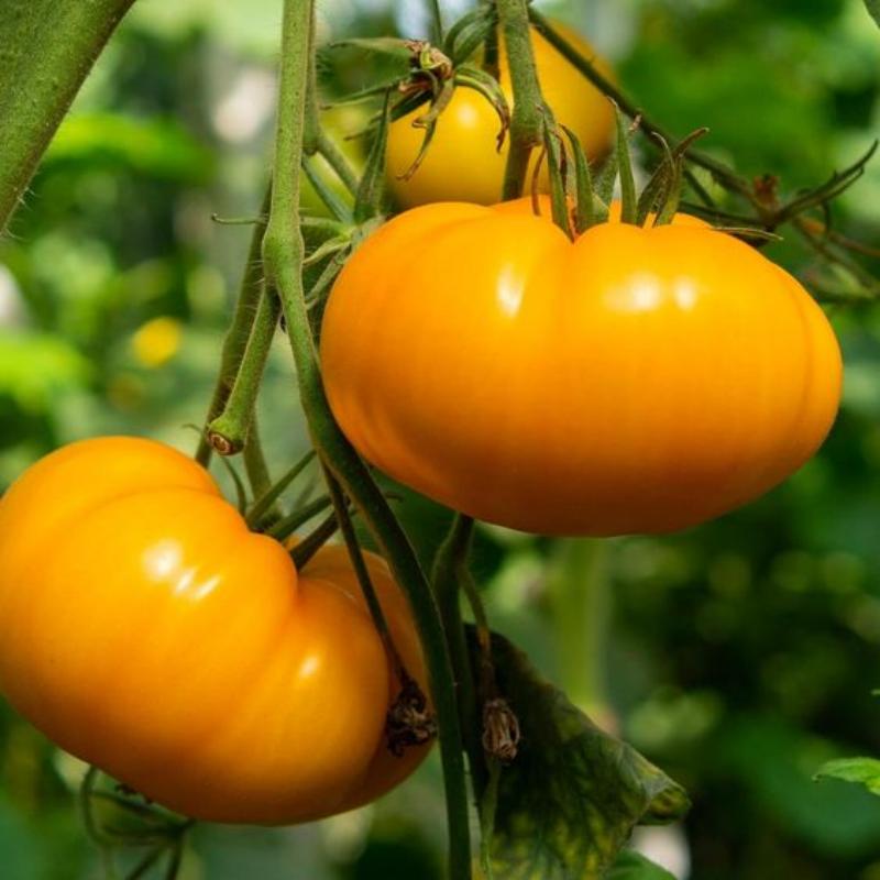 🍅Amana Orange Heirloom Tomato Seeds - Large Tomato