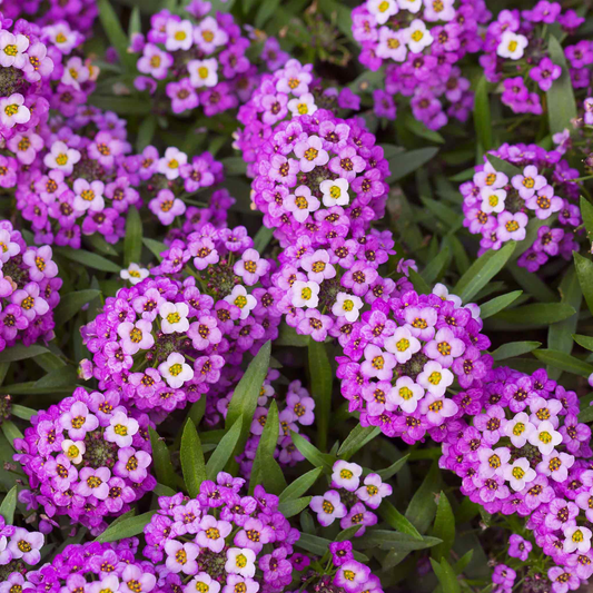 Sweet Alyssum Seeds (Dwarf) - Royal Carpet