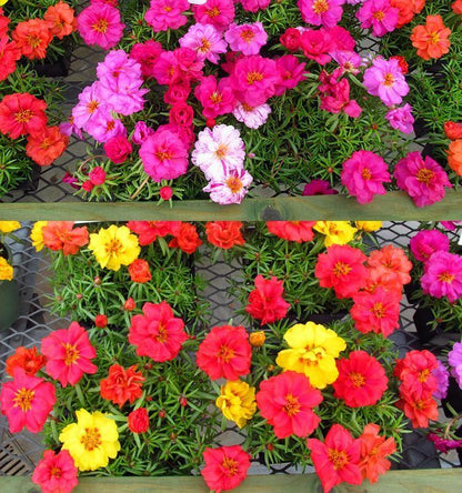 🌺Last Day Sale - 60% OFF💐10000 Pcs Muti-color Portulaca Flower Seeds