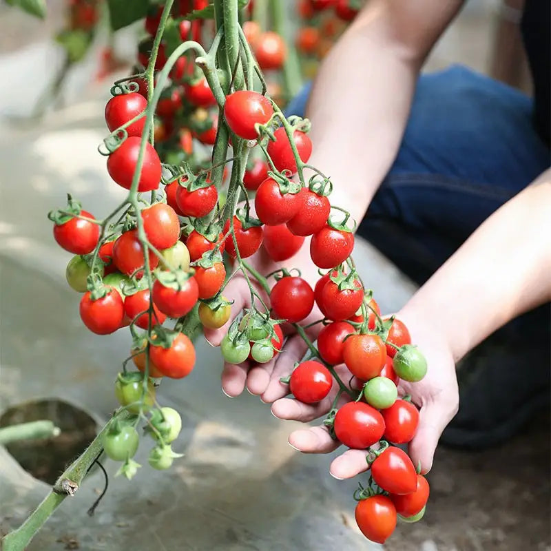 🍅Dwarf Cherry Tomatoes – Easy-to-Grow, Perfect for Containers