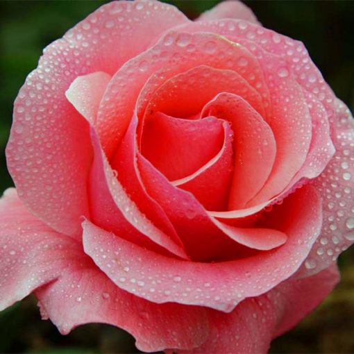 🌺Last Day Sale - 60% OFF💐Beautiful Mini Rose Seeds