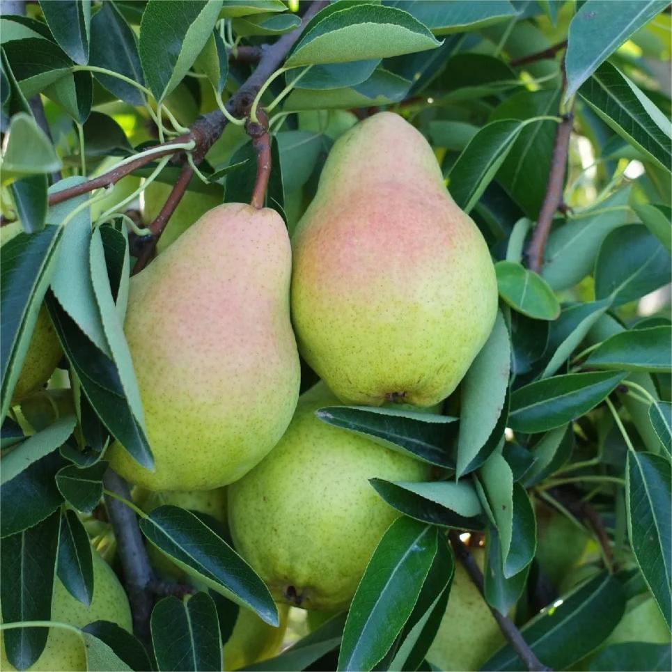 Pyrus communis Seeds - granny's pears