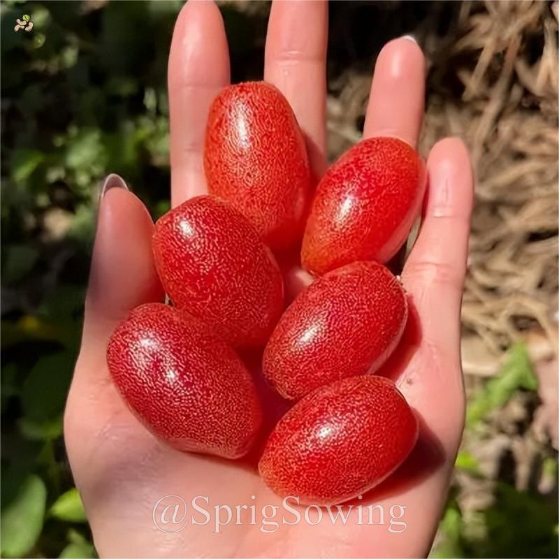 Denseflower Elaeagnus Fruit Seeds