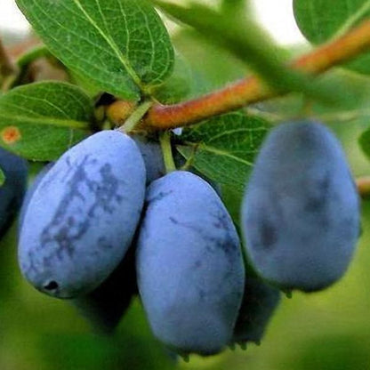 Egrow 50Pcs,100Pcs/Pack Lonicera Caerulea Fruit Seeds Home Garden Plants Honeyberry Blueberry Seeds