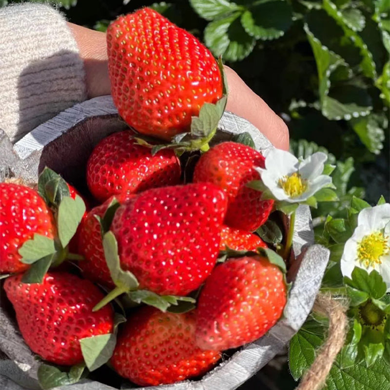 Sweet Dreamland Cream Strawberry Seeds