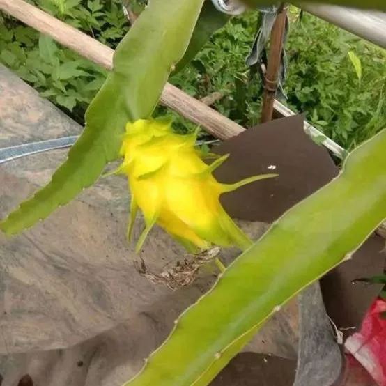 Multi-colored Dragon Fruit Seeds