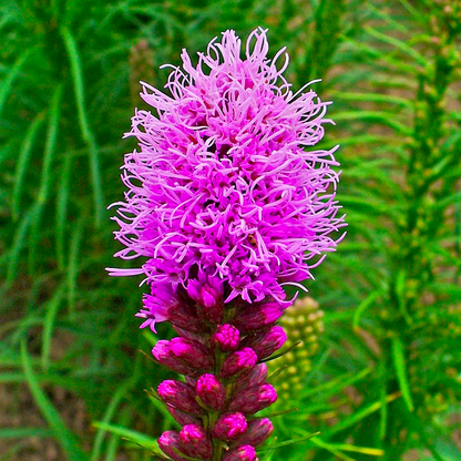 Gayfeather / Blazing Star Seeds - Liatris Seeds