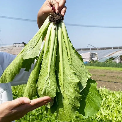 Michihili Chinese Cabbage