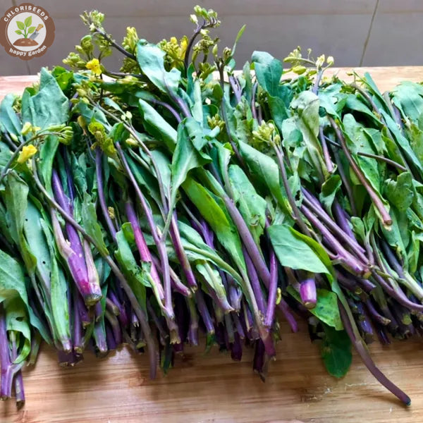 🌱🌱Sweetheart Red Kale Seeds, Red-Stem Kale Seeds