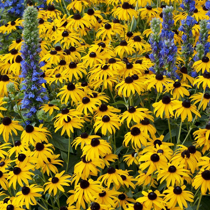 Purple Coneflowers&Black Eyed Susan Mix