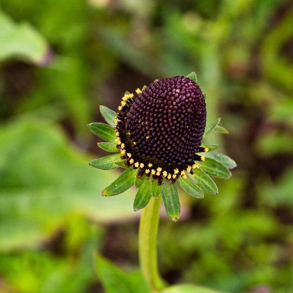 WESTERN CONEFLOWER Rudbeckia Occidentalis Green Wizard aka Rayless Naked Chocolate Black Flower Herb Seeds