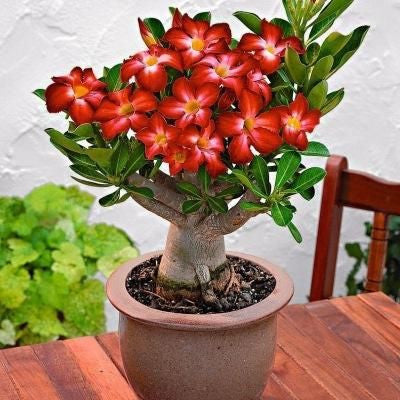 💐Desert Rose Seeds💖Various Colors🌱Long Flowering Period