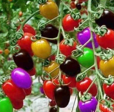 🌺Last Day Sale - 60% OFF✨Colorful Cherry Tomatoes Seeds