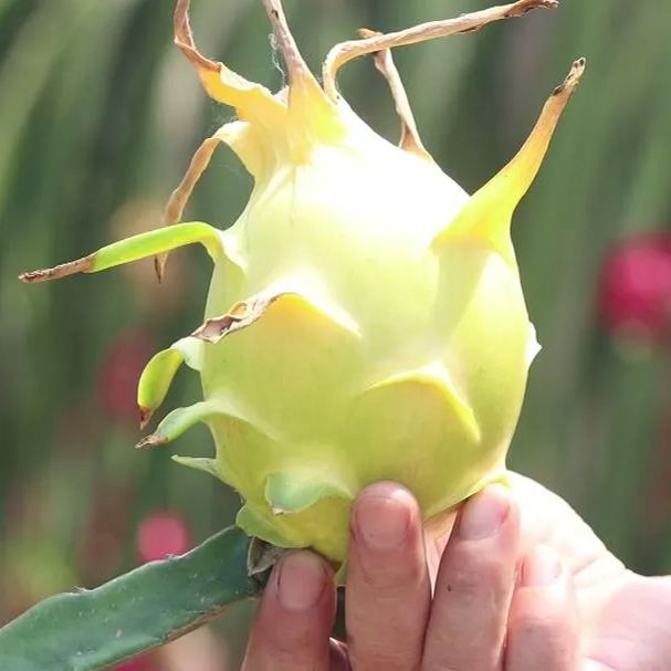 Multi-colored Dragon Fruit Seeds