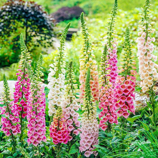 Mixed Foxglove Seeds