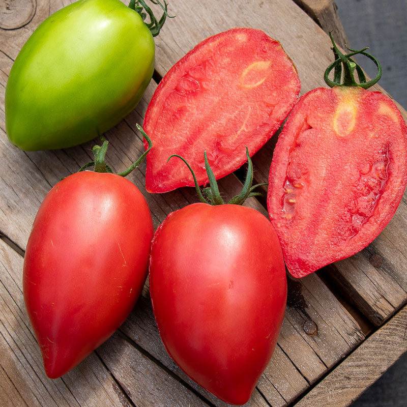 🌈Last Day Sale - 60% OFF🍅Mango Honey Tomato Seeds