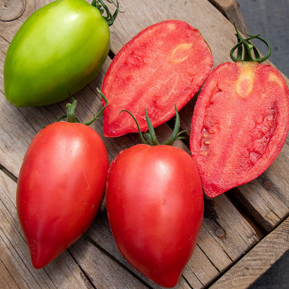 🌈Last Day Sale - 60% OFF🍅Mango Honey Tomato Seeds