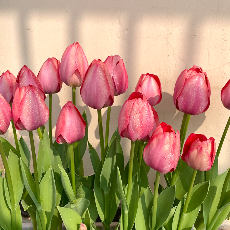 Tulip Bulbs - Marie Pink