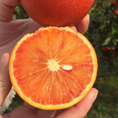 🍊Red Flesh Blood Orange Seeds(Can be potted)