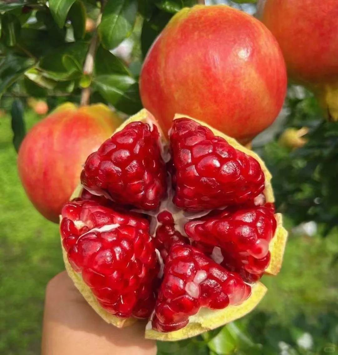 Soft Seeded Pomegranate Seeds