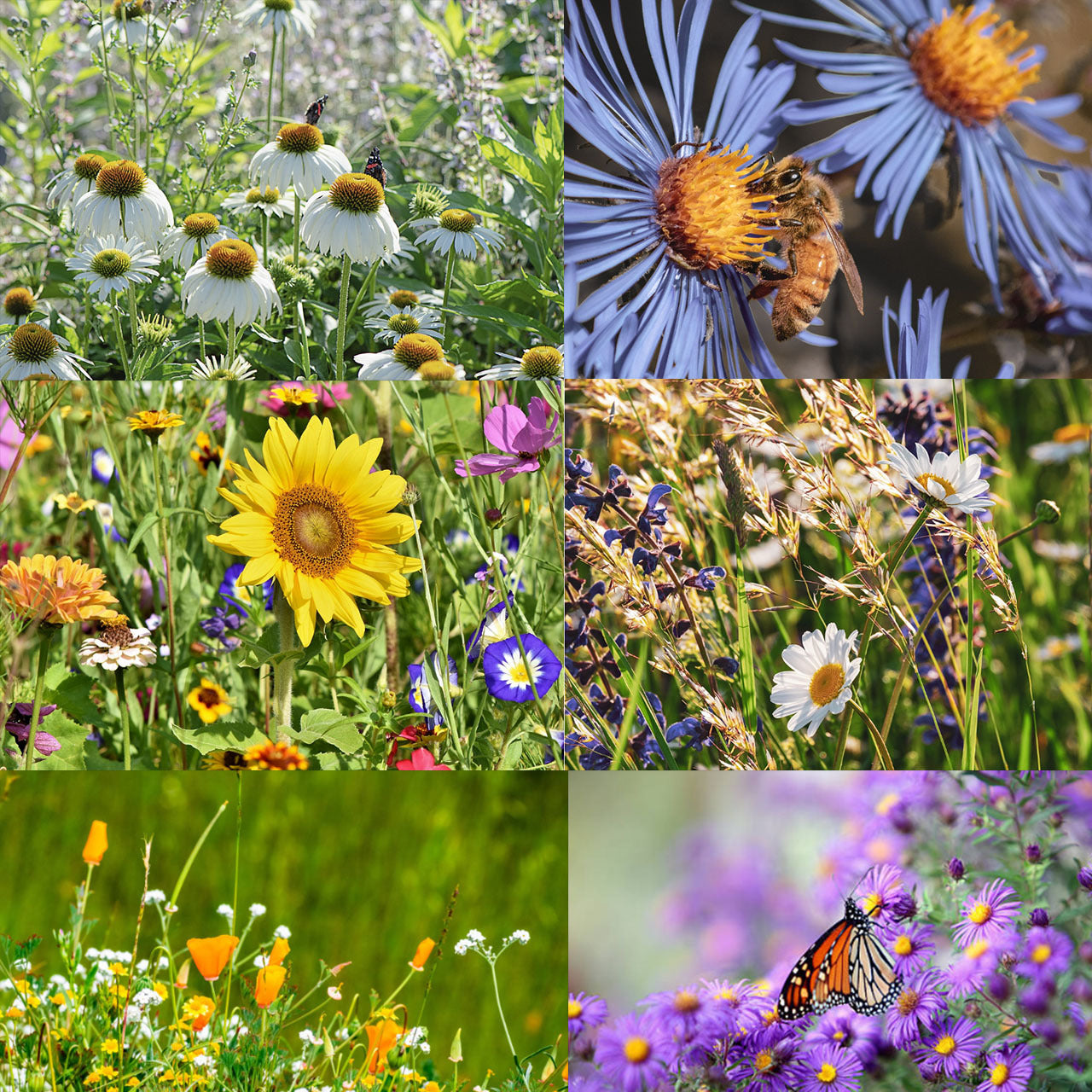 🐝Save Bees Wildflower Seed Series - Pure Non-GMO Flower Seeds