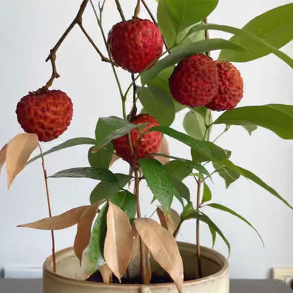 Fragrant Lychee Seeds