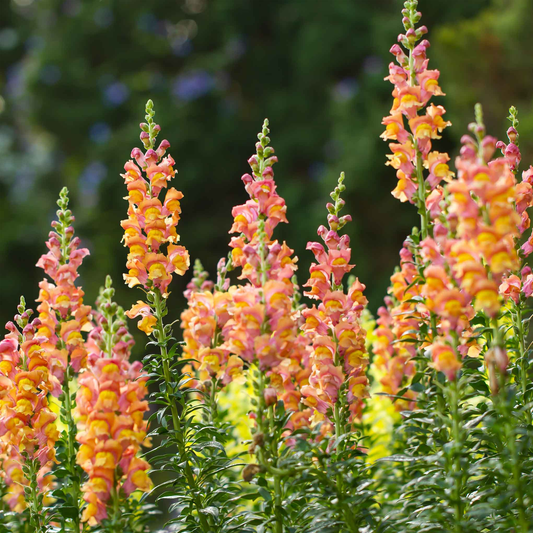 Snapdragon Seeds - Rocket Bronze