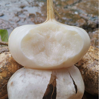 Jicama Pachyrhizus Erosus Seeds