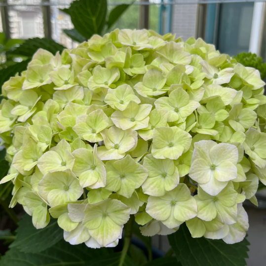 🌼Perennial Hydrangea Seeds