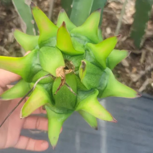 Multi-colored Dragon Fruit Seeds