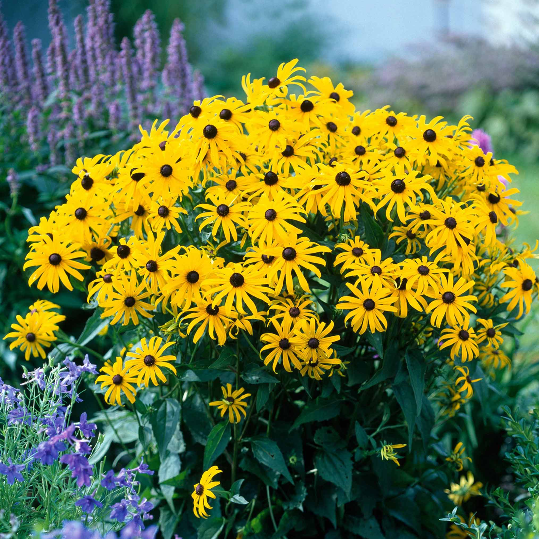 Black Eyed Susan Seeds