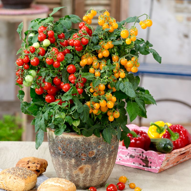 🍅Dwarf Cherry Tomatoes – Easy-to-Grow, Perfect for Containers