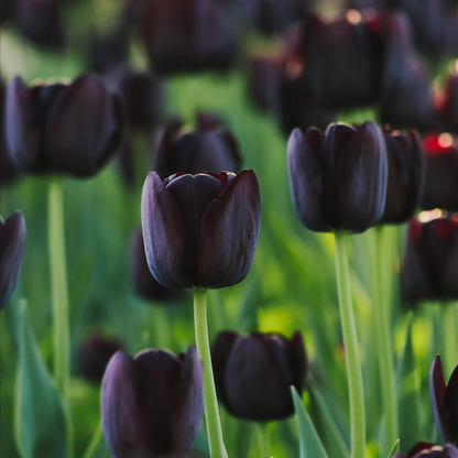 Tulip Bulbs - Infinite Black