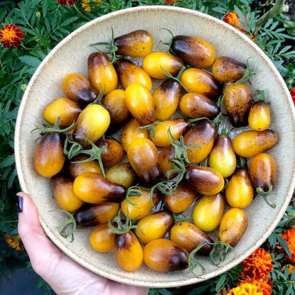 Indigo Pear Drop Tomatoes