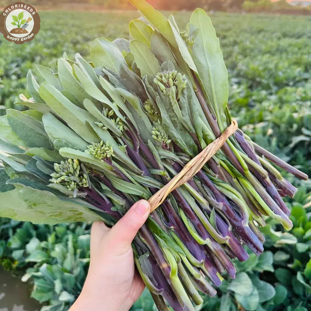 🌱🌱Sweetheart Red Kale Seeds, Red-Stem Kale Seeds