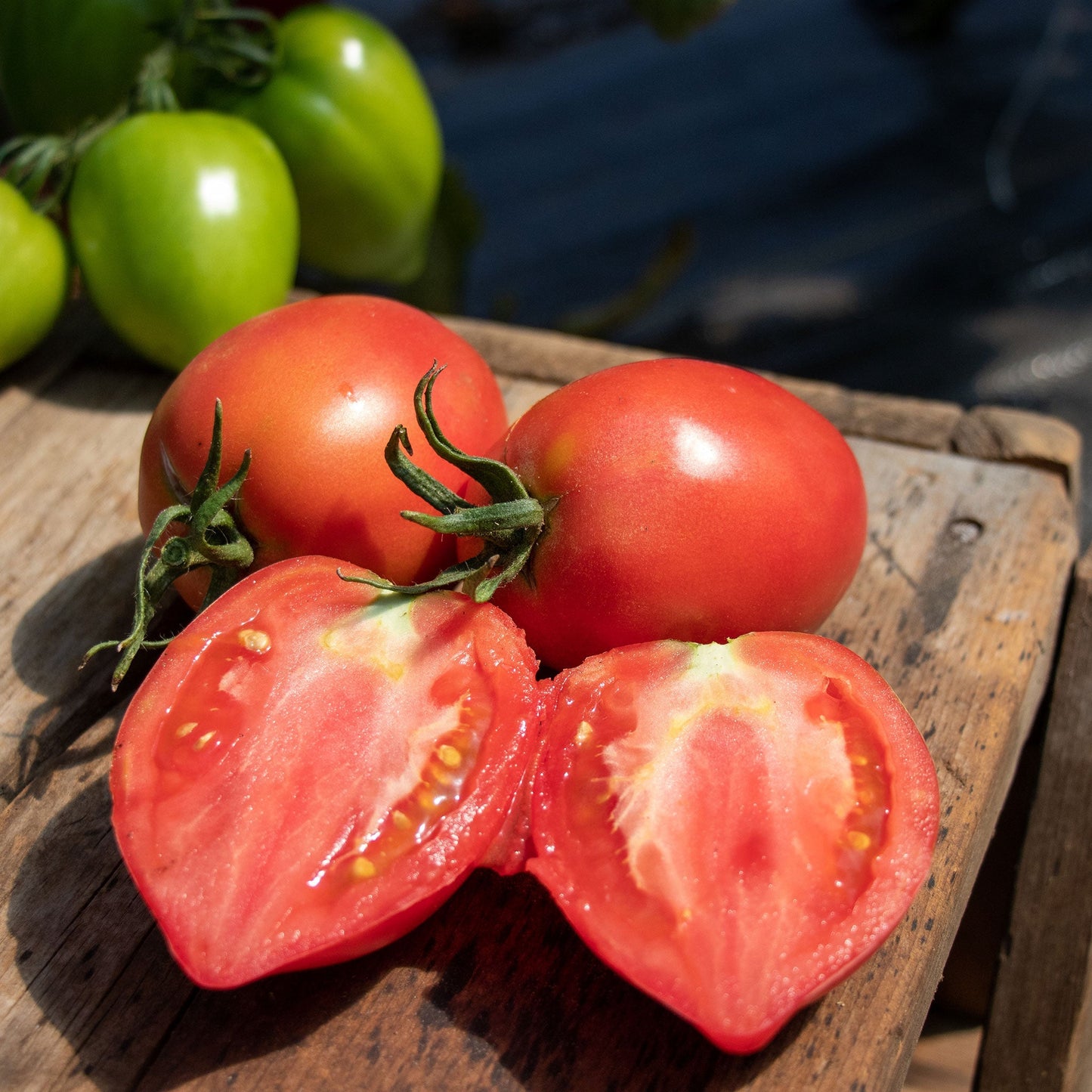 🌈Last Day Sale - 60% OFF🍅Mango Honey Tomato Seeds