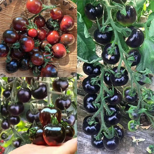 🍅Rare Black Tomato Seeds