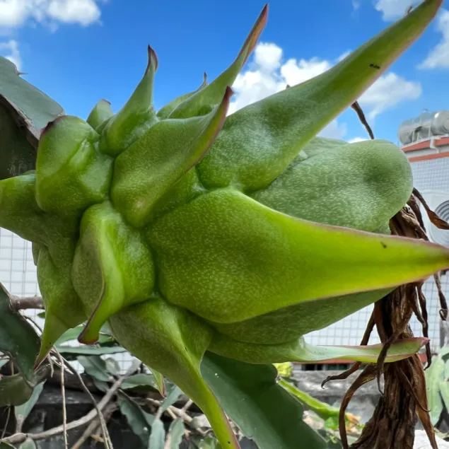 Multi-colored Dragon Fruit Seeds