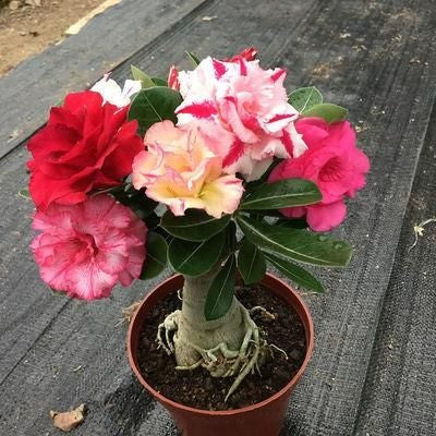 💐Desert Rose Seeds💖Various Colors🌱Long Flowering Period