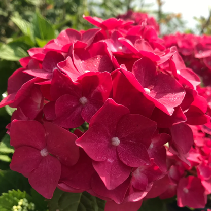 🌼Perennial Hydrangea Seeds