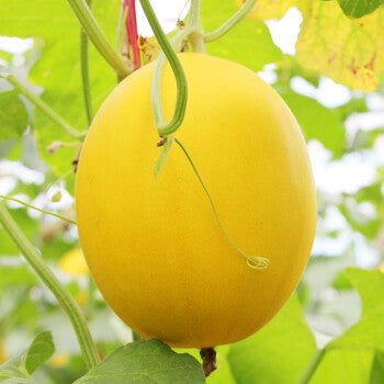 Golden Honey Melon Seeds