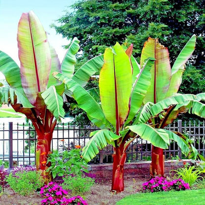 🔥Last Day Sale - 60% OFF 🍌Rare Fruit Seeds for Planting 100 Banana Tree Seeds for Planting