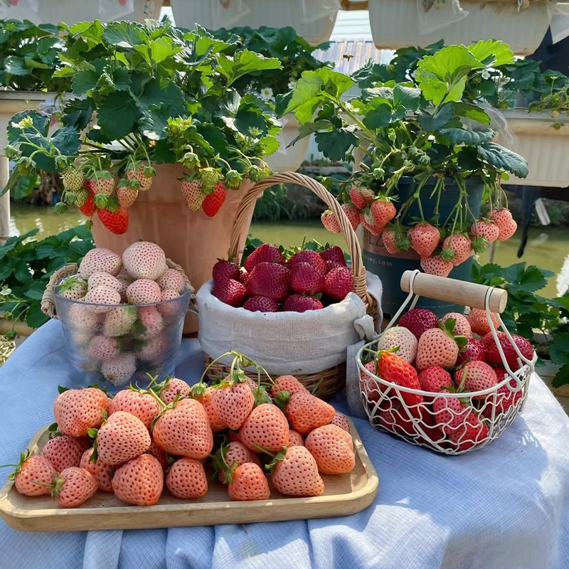 Sweet Dreamland Cream Strawberry Seeds