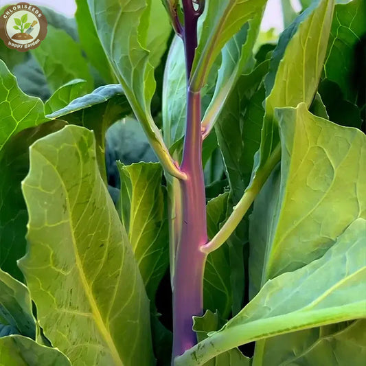 🌱🌱Sweetheart Red Kale Seeds, Red-Stem Kale Seeds