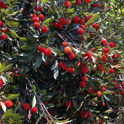 🌈Last Day Sale - 60% OFF🌿Himalayan Bayberry (Kaphal) Seeds