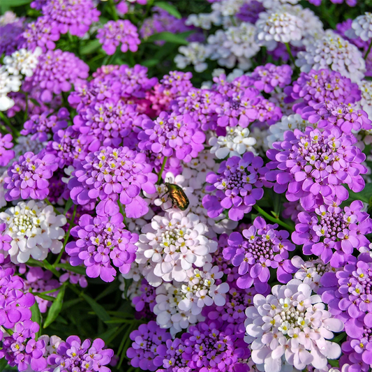 Candytuft Seeds - Mixed Colors