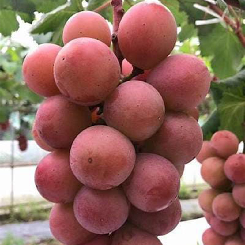 🍇Queen Nina Grape Seeds-Non-GMO